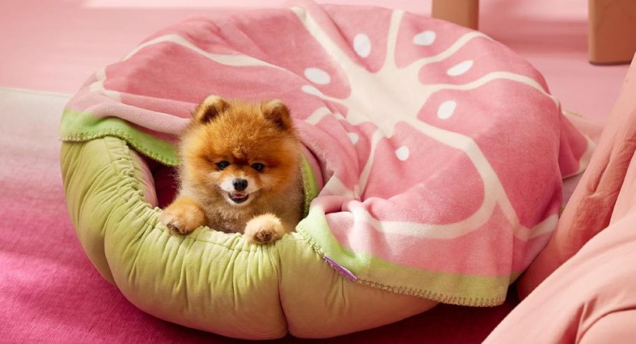 Lesure Calming Pet Fruit Blanket in Pink Grapefrui with dog inside of it