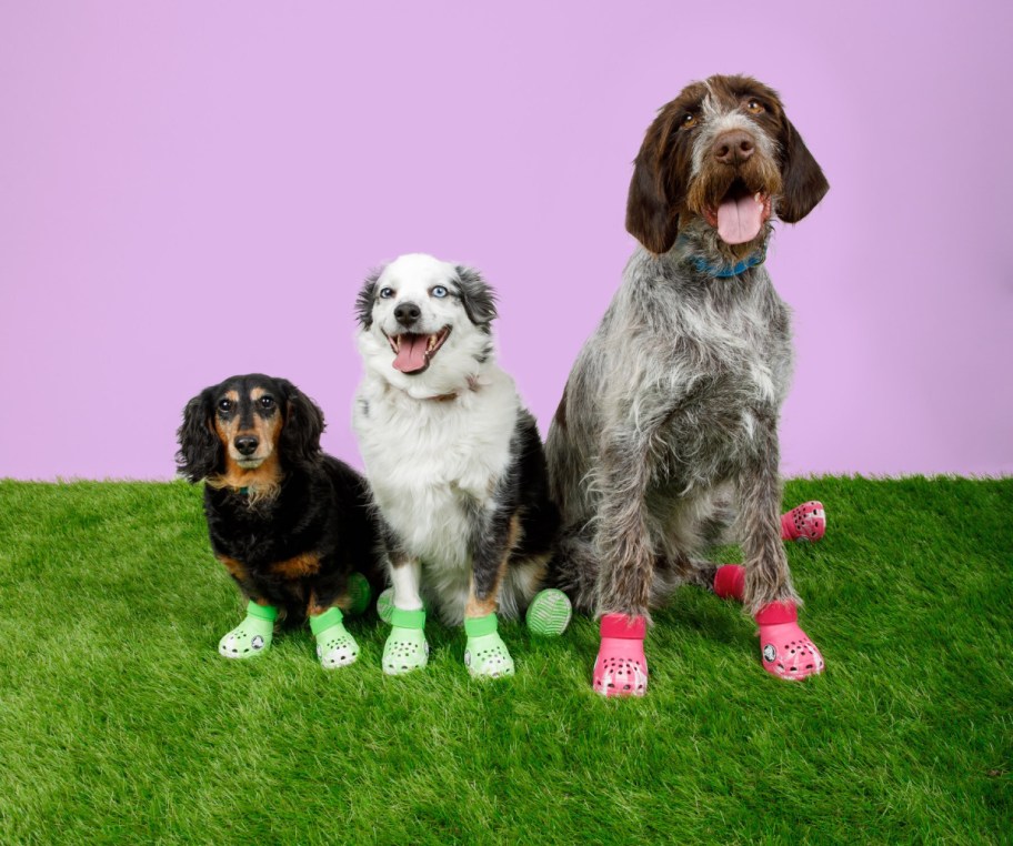 Dogs wearing pet crocs