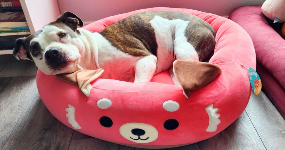 Squishmallows Pet Beds from $14.99 + Free Shipping for Prime Members