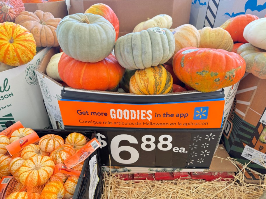 Walmart Pumpkins in a bin in 2024