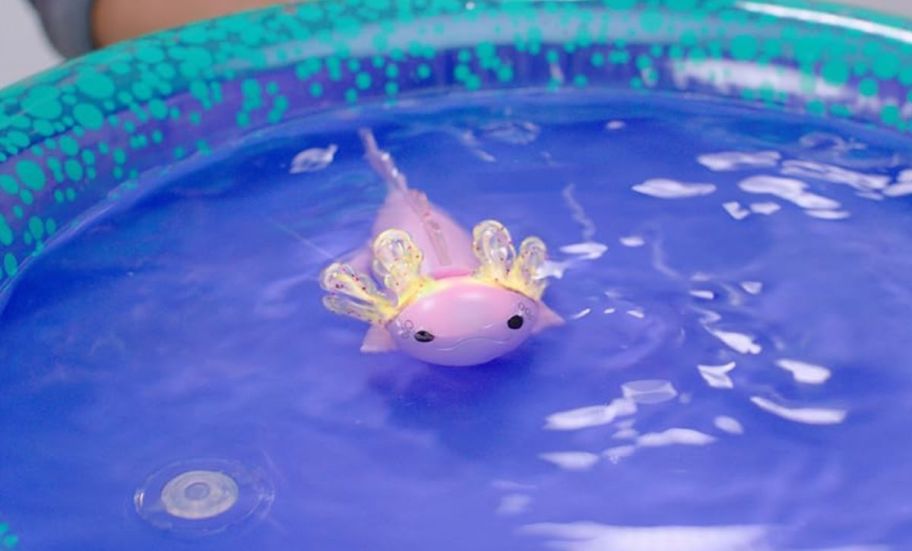 a pink baby axolotl swimming in a pool.