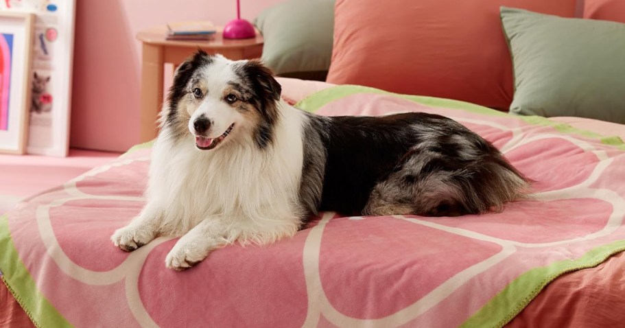 Calming Pet Blanket Only $6.74 on Amazon (Regularly $15)