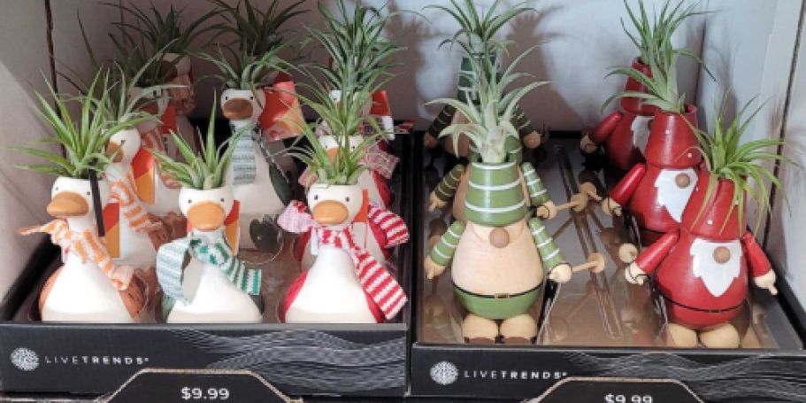 Holiday Air Plants Only $9.99 at Tractor Supply – Cute Gift Idea!