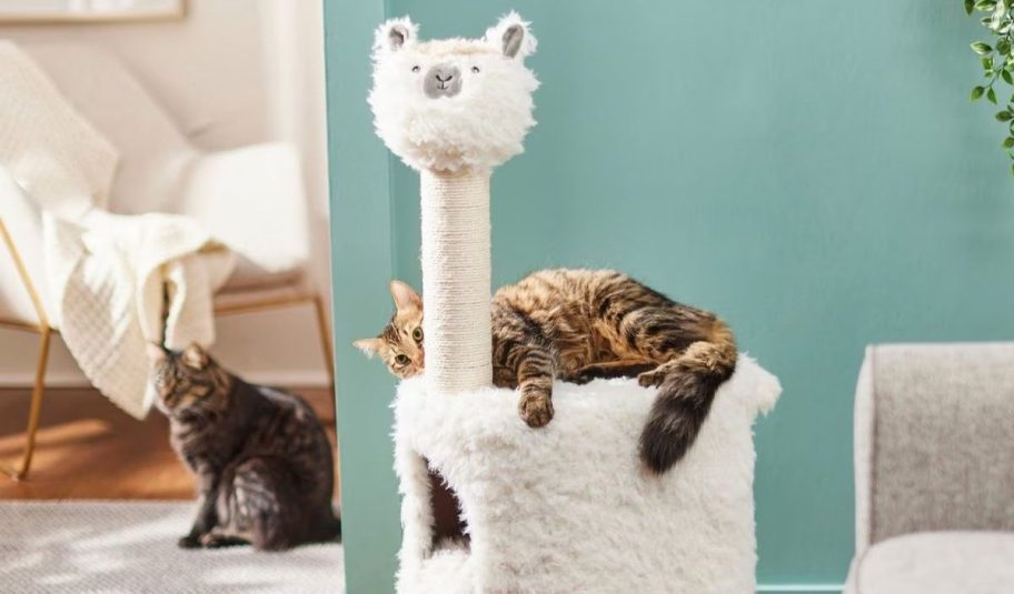 a cat on a llama cat condo