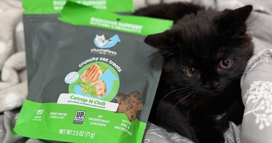 kitten sitting next to a bag of cat treats