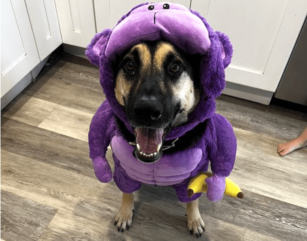 Target pet costume