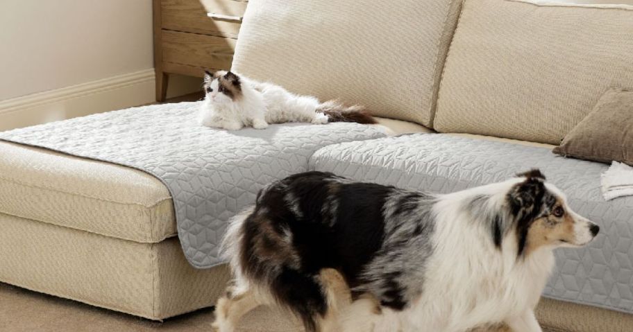 A fluffy cat sitting on a Bedsure Dog Blanket