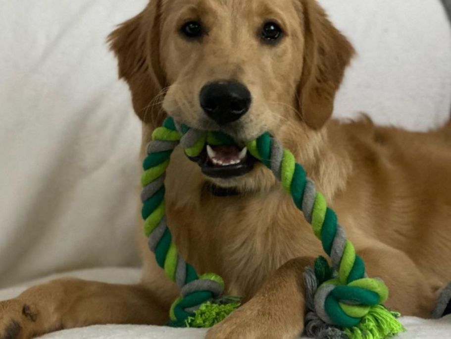 Boots & Barkley Dog Toys from $3.99 on Target.online | Fill Fido’s Stocking!