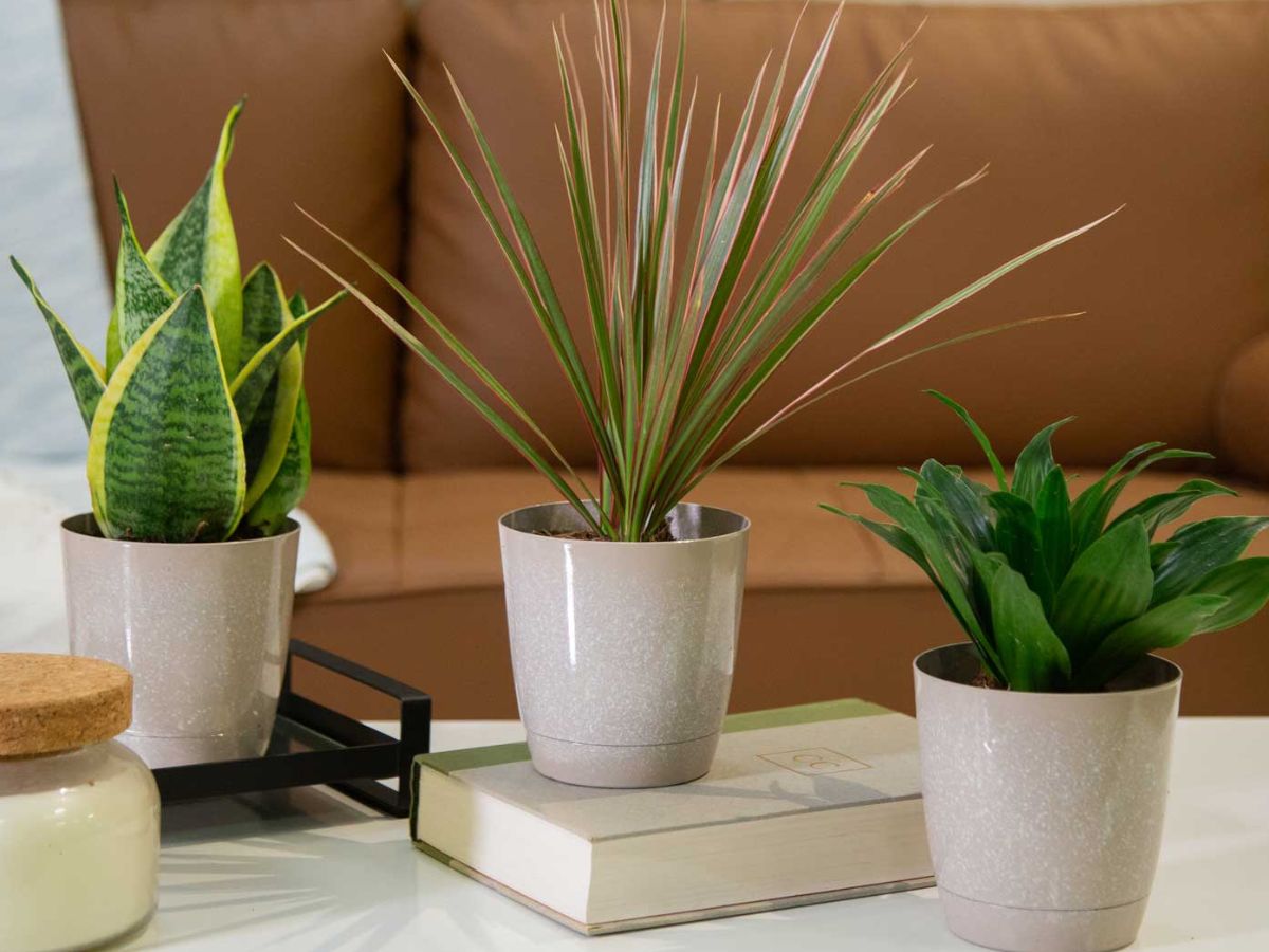 Costa Farms Exotic Angels Clean Air Live Plants 3-Pack JUST $22 on Lowes.online & More