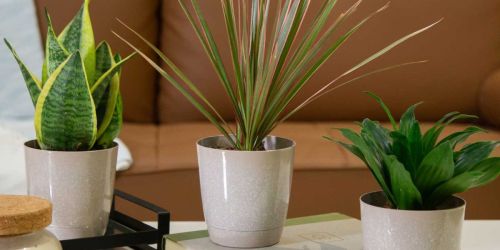 Costa Farms Exotic Angels Clean Air Live Plants 3-Pack JUST $22 on Lowes.online & More