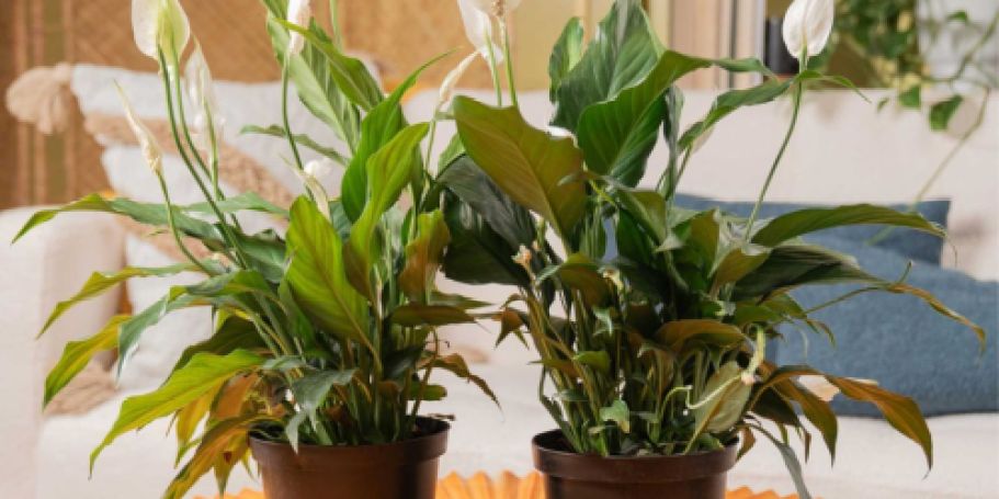 Up to 60% Off Live Plants on Lowes.online | Peace Lily w/ Pot Only $14.99 (Reg. $40)