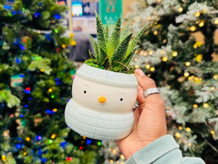 Hand holding up a Succulent plant in a snowman planter