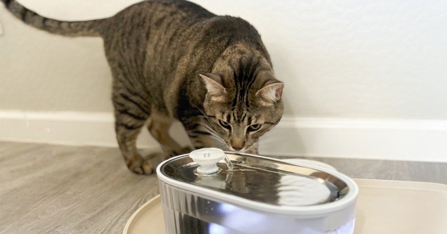 Cat Water Fountain Only $15.99 on Amazon (Removes 99.9% of Impurities)