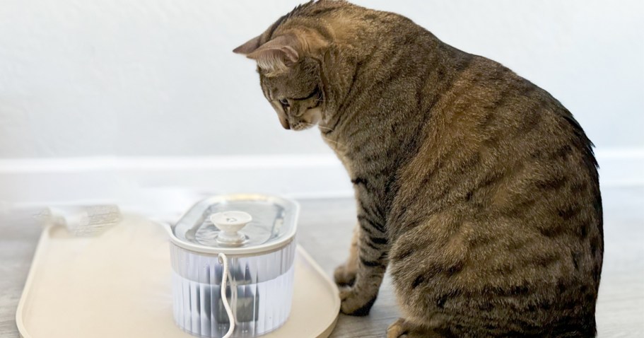 Cat Water Fountain Only $15.99 on Amazon (Removes 99.9% of Impurities)