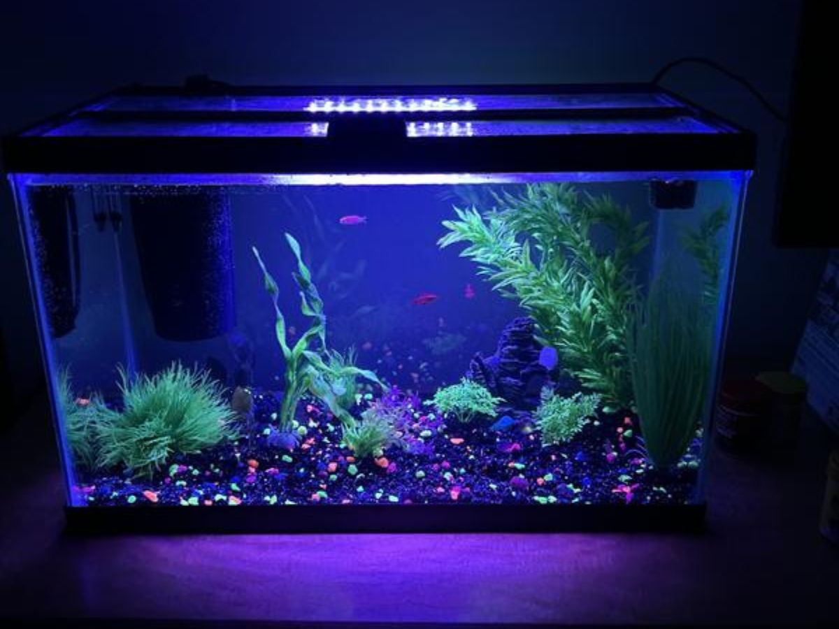 50% Off Open Glass Aquariums on PetSmart.online | Options from $11.49