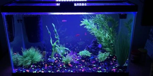 Get 50% Off Open Glass Aquariums on PetSmart.online | Options from $11.49!