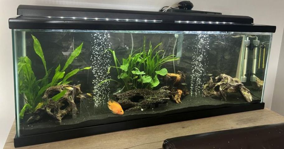 petsmart aquarium on table