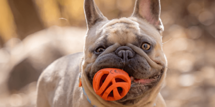 Up to 50% Off ChuckIt Dog Toys on Amazon | Air Fetch Ball 2-Pack Only $6.64 Shipped!