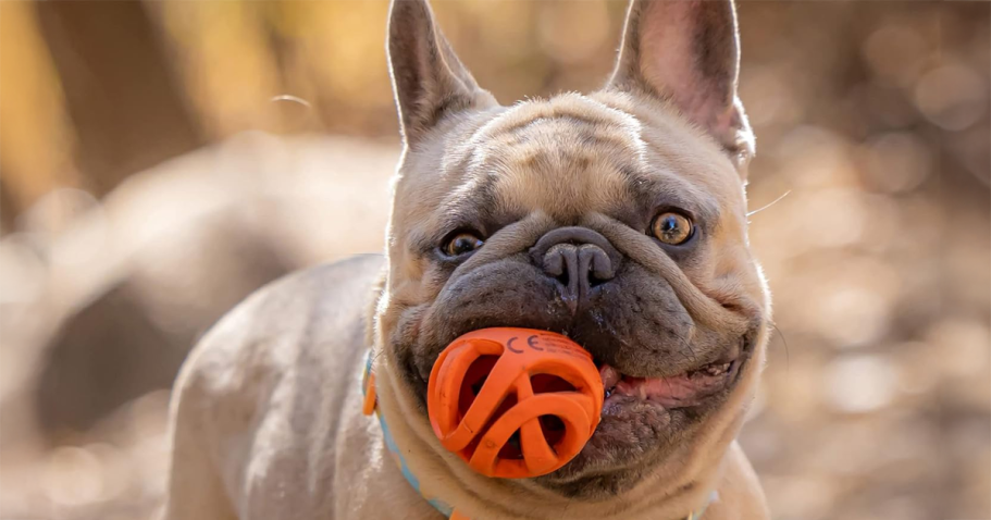 Up to 50% Off ChuckIt Dog Toys on Amazon | Air Fetch Ball 2-Pack Only $6.64 Shipped!