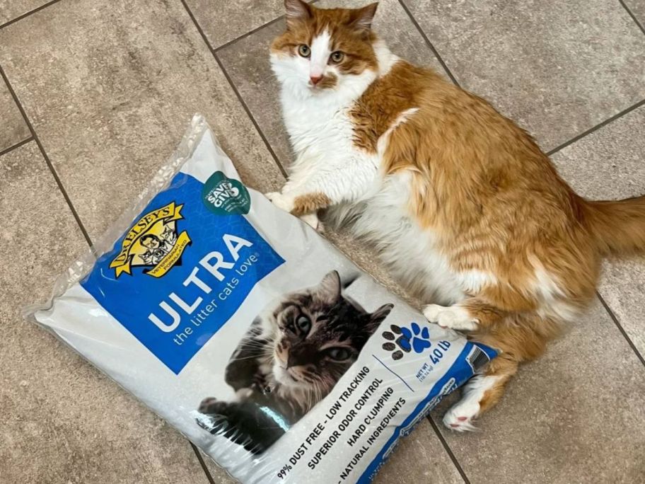 Dr Elsey's Cat Litter next to an adult cat