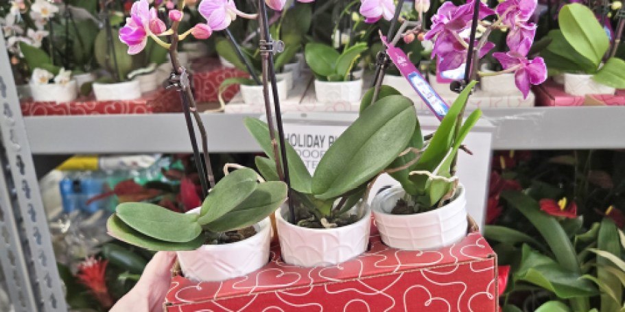 Sam’s Club Valentine’s Plants 3-Packs Only $22.98 (Last-Minute Gift Idea!)