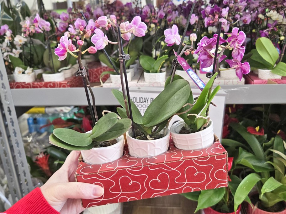 hand holding up a 3-pack of Mini Orchids