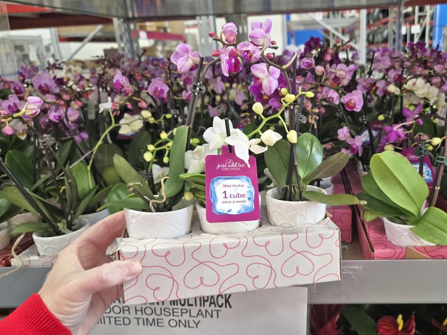 hand holding up a 3-pack of Mini Orchids