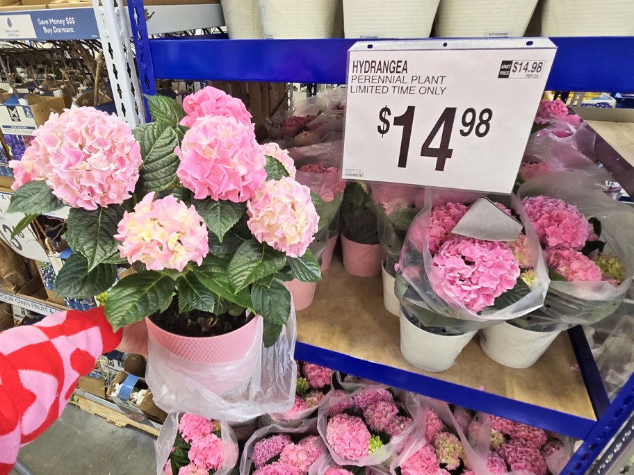 hand holding up potted Pink Hydrangea near a sign that says $14.98