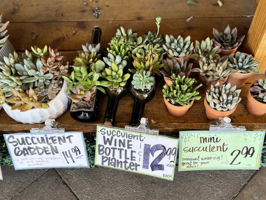 succulents in pots on shelf