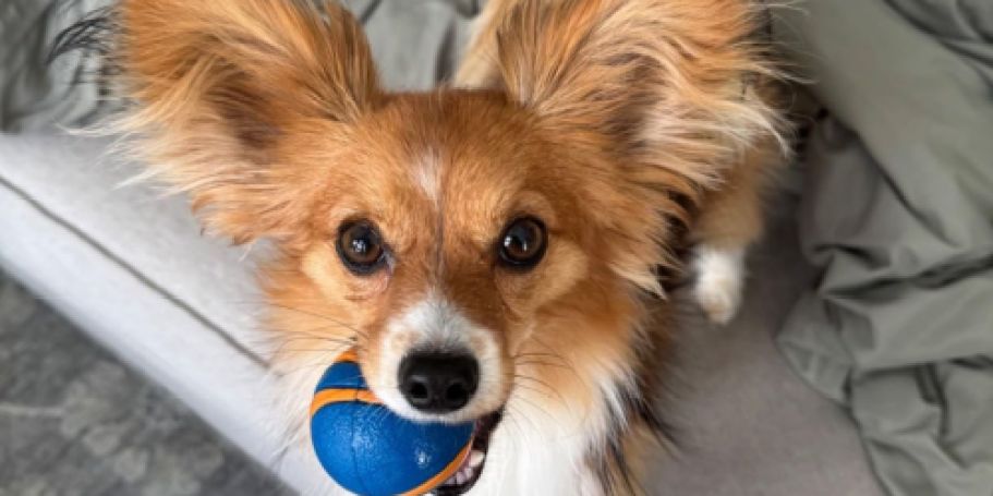 Up to 60% Off ChuckIt Dog Toys on Amazon | Ultra Ball 2-Pack Only $5 Shipped!