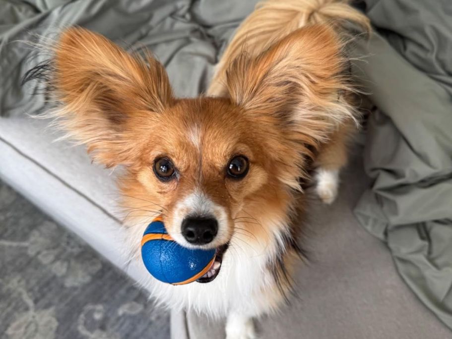 Up to 60% Off ChuckIt Dog Toys on Amazon | Ultra Ball 2-Pack Only $5 Shipped!