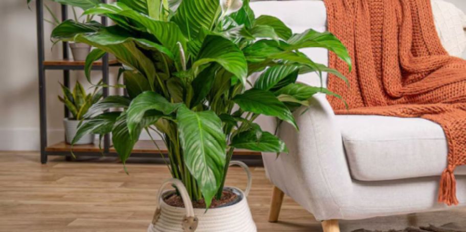 Up to 60% Off Lowe’s Live Potted Plants | Peace Lily Just $31.79 (Reg. $53)