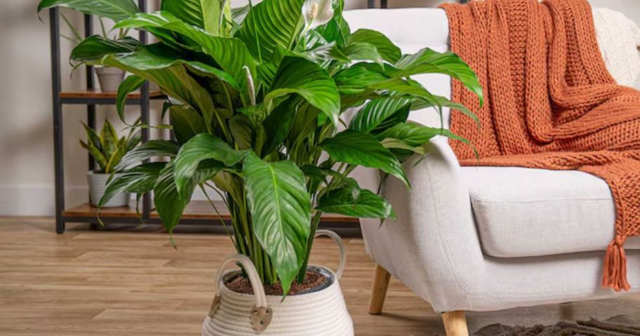 Green potted plant in the living room