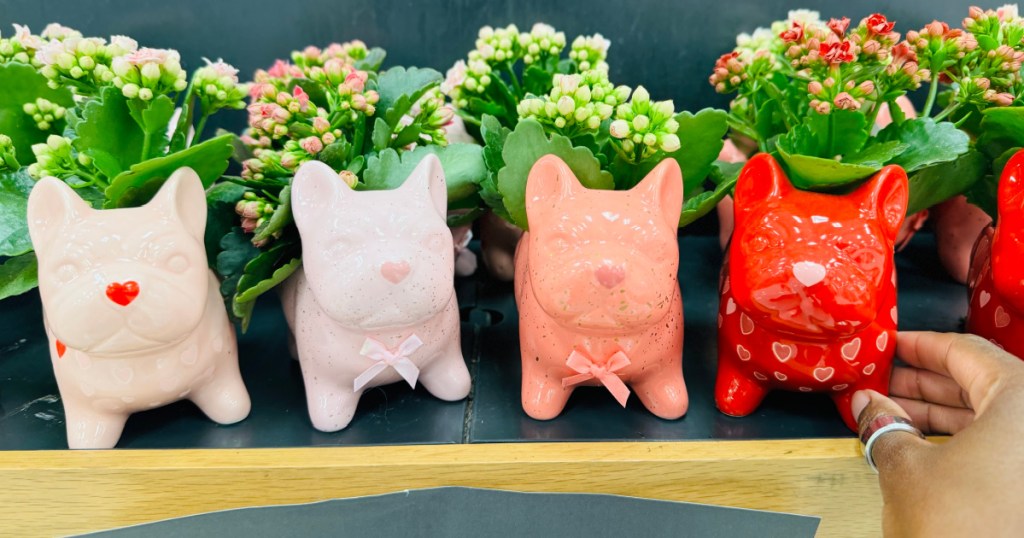 Frenchie planters on display at target