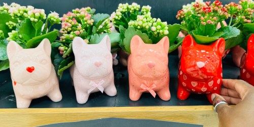 Valentine Frenchie Planters Only $10 at Target – Includes Calandiva Plant!