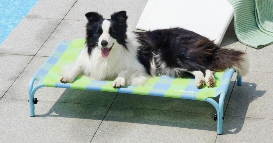 Dog laying by a pool on a Le Sure Pet cot