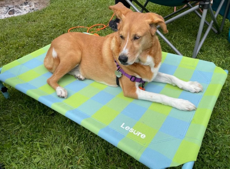 Dog laying on a Le Sure Pet Cot