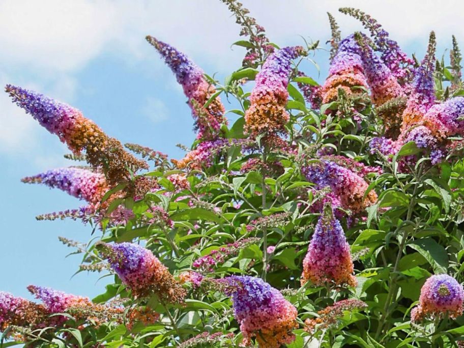 Leaf & Petal 3-Piece Rainbow Butterfly Bush outside