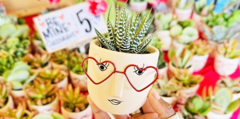 Trader Joe’s Valentine’s Day Succulents Only $5.99 (Last-Minute Gift Idea!)