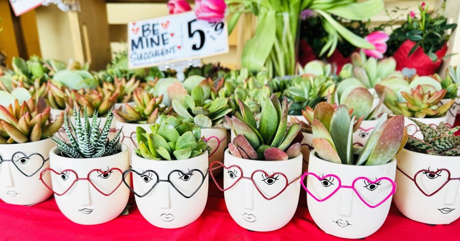 succulents planted in white planters with a face wearing heart-shaped glasses