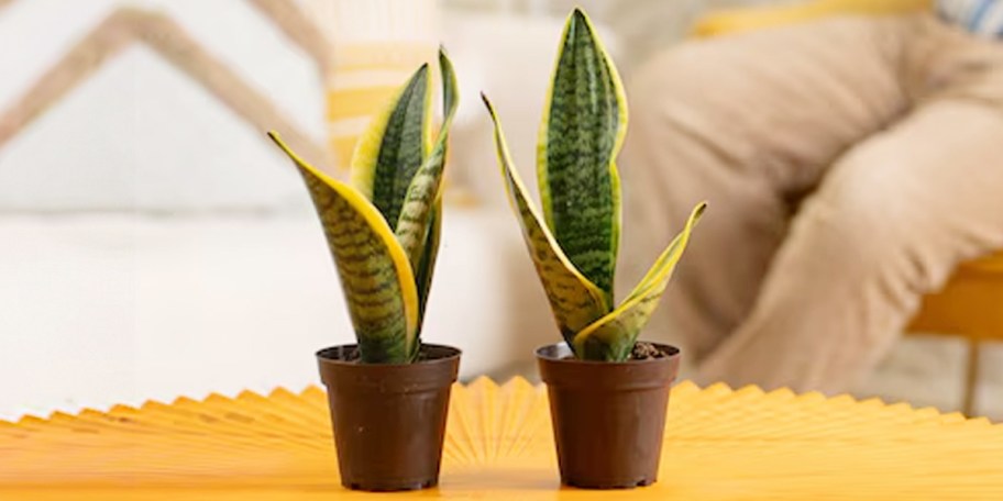 two snake plants on table in living room 