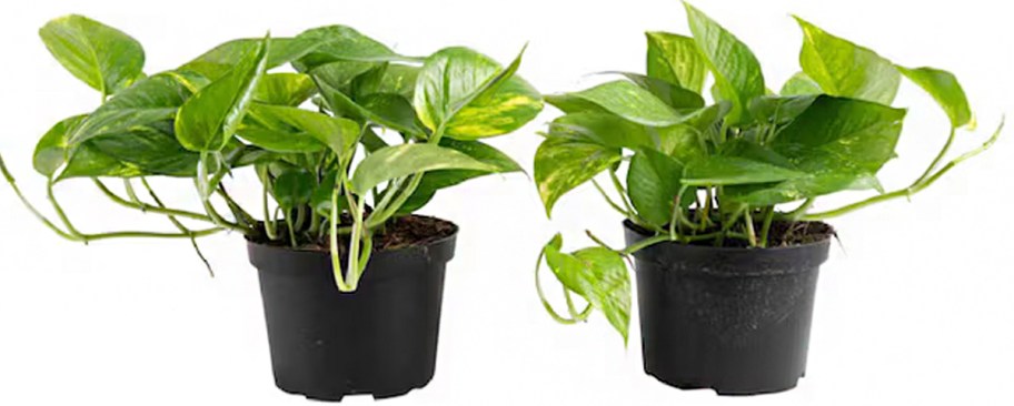 two golden pothos plants in pots 