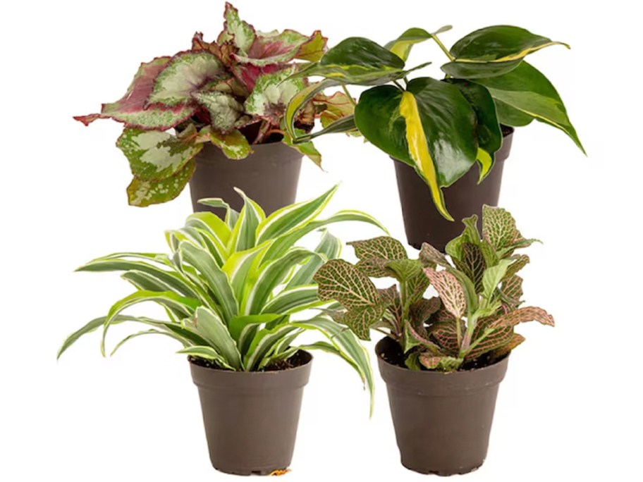 4 costa farms plants in pots 