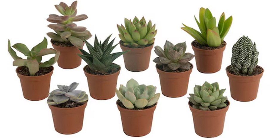 10 succulents in pots 