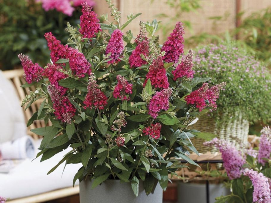 A bright pink Butterfly bush