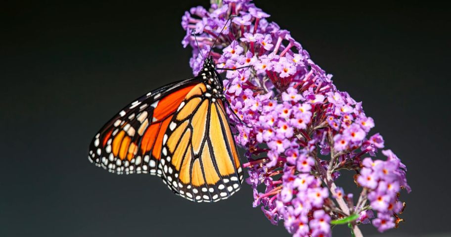 Monarch Butterfly on a Purple Butterfly Bush