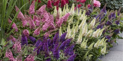 Butterfly Candy Bush Live Plants 4-Pack from $33 Shipped – Today Only!