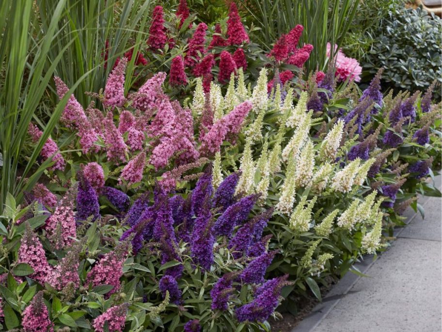 Butterfly Bushes in shades of pink, purple and white