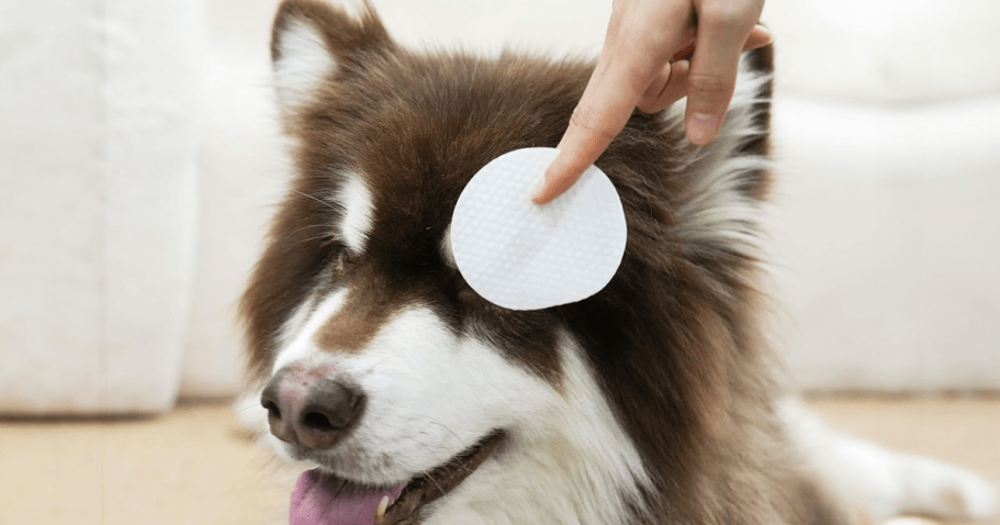 Pet Eye Wipes 100-Count Only $2.99 Shipped on Amazon (Reg. $20)