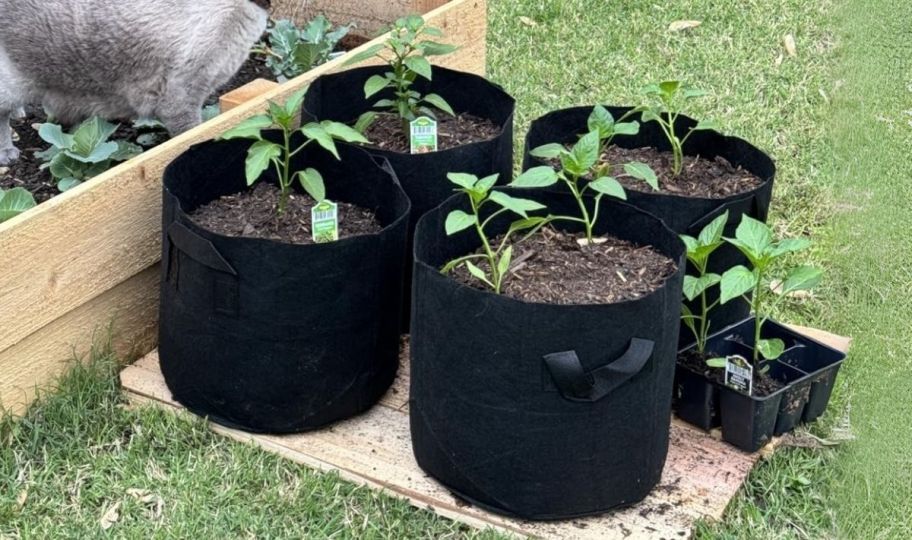 4 five gallon nonwoven fabric grow bags next to a raised flower bed